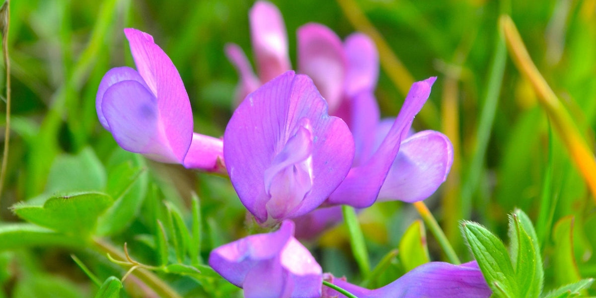 vicia altissima American Vetch Seeds (Vicia americana) — Northwest Meadowscapes