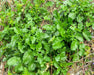 Appalachian Wild Creasy Greens Seeds (Barbarea verna) - Northwest Meadowscapes
