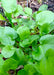 Appalachian Wild Creasy Greens Seeds (Barbarea verna) - Northwest Meadowscapes