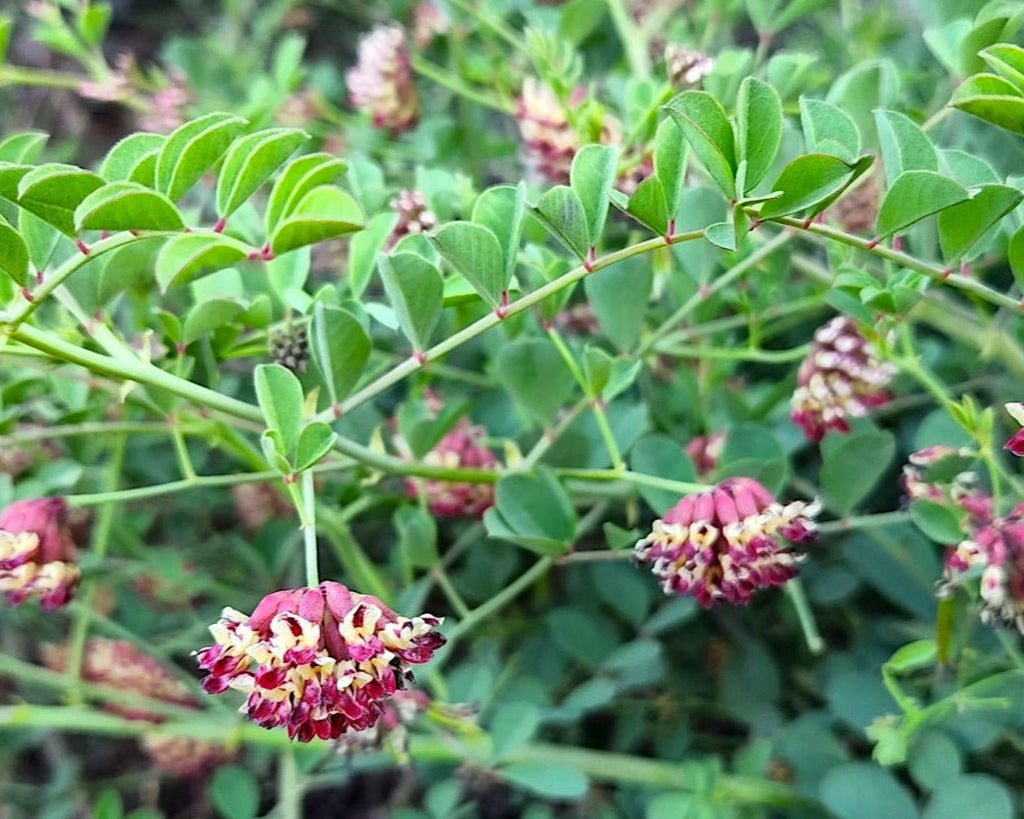 big plant seeds Big Deervetch Seeds (Hosackia crassifolia) — Northwest Meadowscapes