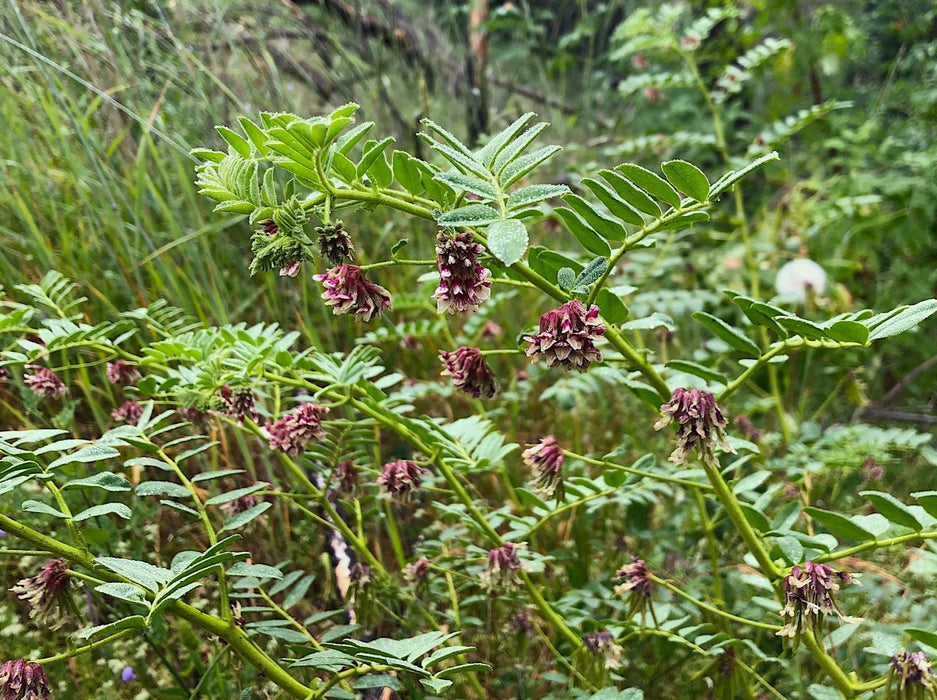 big seeds to plant Big Deervetch Seeds (Hosackia crassifolia) — Northwest Meadowscapes