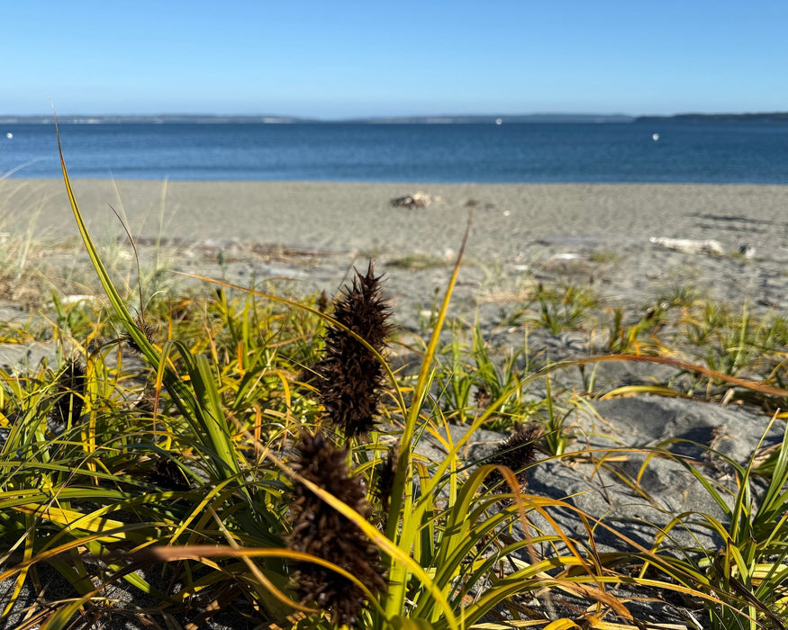Big Head Sedge Seeds (Carex macrocephala) - Northwest Meadowscapes
