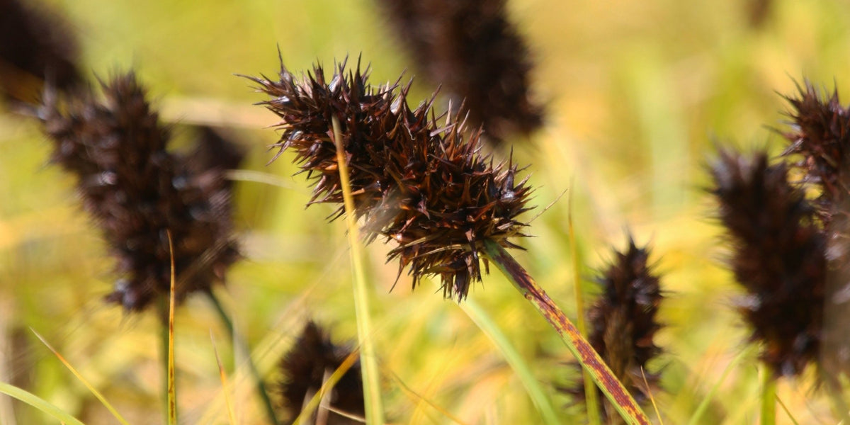big plant seeds Big Head Sedge Seeds (Carex macrocephala) — Northwest Meadowscapes