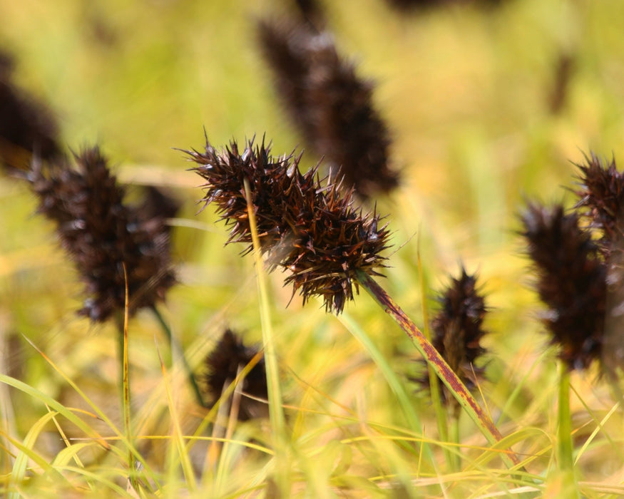 plants with big seeds Big Head Sedge Seeds (Carex macrocephala) — Northwest Meadowscapes