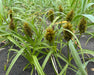 Big Head Sedge Seeds (Carex macrocephala) - Northwest Meadowscapes