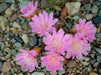 Bitterroot Seeds (Lewisia rediviva) - Northwest Meadowscapes