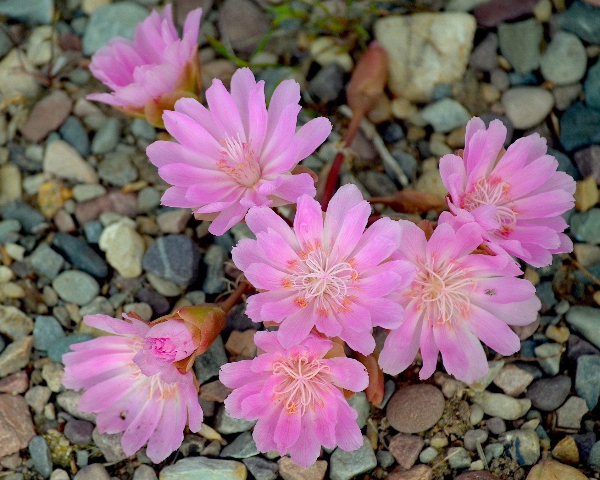Native Bitterroot Bitterroot Seeds (Lewisia rediviva) — Northwest Meadowscapes