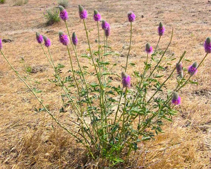 remnant 2 seed plant Blue Mountain Prairie Clover Seeds (Dalea ornata)