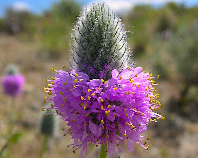 remnant 2 planting the seed Blue Mountain Prairie Clover Seeds (Dalea ornata) — Northwest Meadowscapes