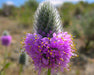 Blue Mountain Prairie Clover Seeds (Dalea ornata) - Northwest Meadowscapes