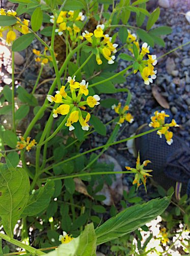bog plant seeds Bog Bird’s Foot Trefoil Seeds (Hosackia pinnata)