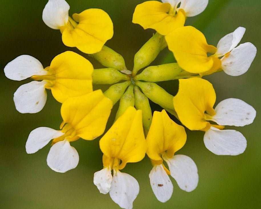 bog plant seeds Bog Bird's Foot Trefoil Seeds (Hosackia pinnata) — Northwest Meadowscapes