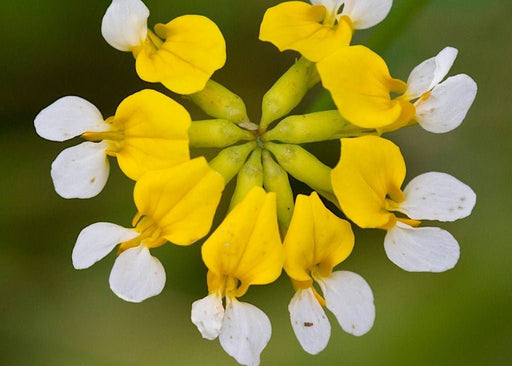 Bog Bird’s Foot Trefoil Seeds (Hosackia pinnata) - Northwest Meadowscapes