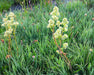 Bog Saxifrage Seeds (Micranthes oregana) - Northwest Meadowscapes