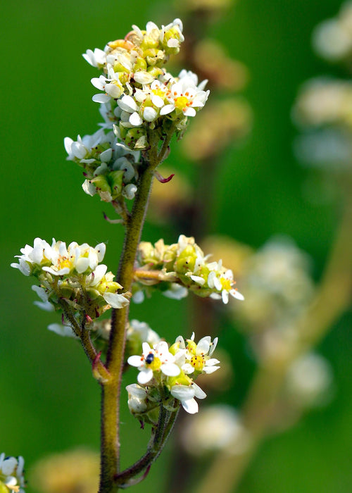 Bog Saxifrage Seeds (Micranthes oregana) - Northwest Meadowscapes