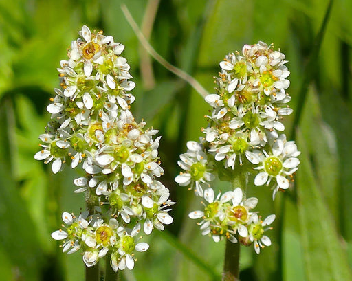 Bog Saxifrage Seeds (Micranthes oregana) - Northwest Meadowscapes