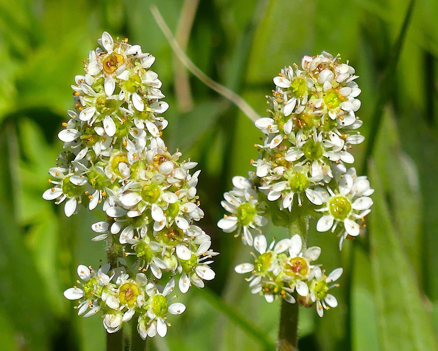 Bog Saxifrage Seeds (Micranthes oregana) - Northwest Meadowscapes