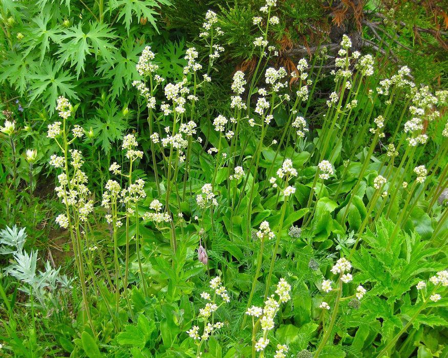 bog plant seeds Bog Saxifrage Seeds (Micranthes oregana)
