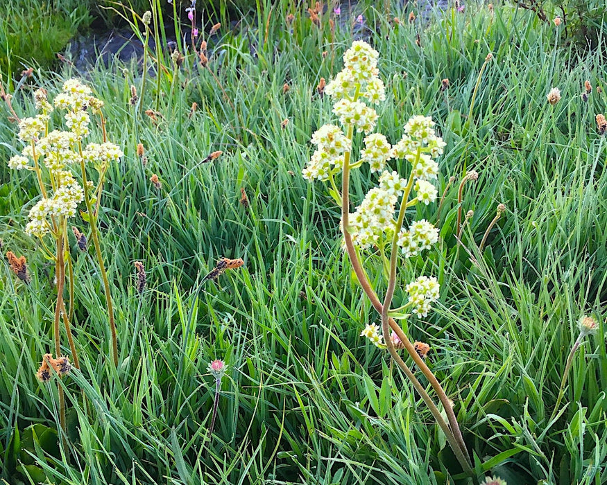 Bog Saxifrage Seeds (Micranthes oregana)