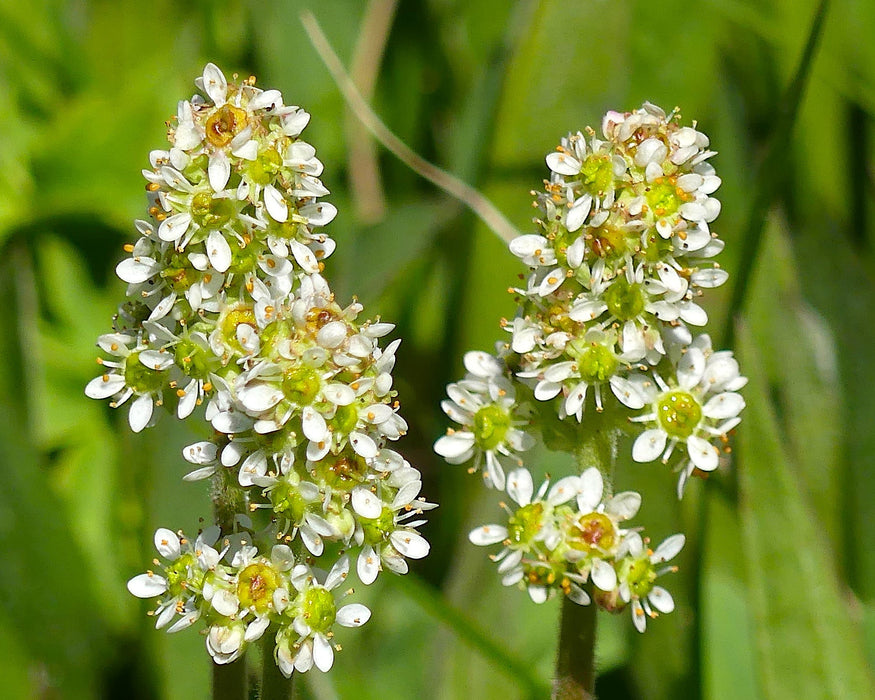 Bog Saxifrage Seeds (Micranthes oregana)