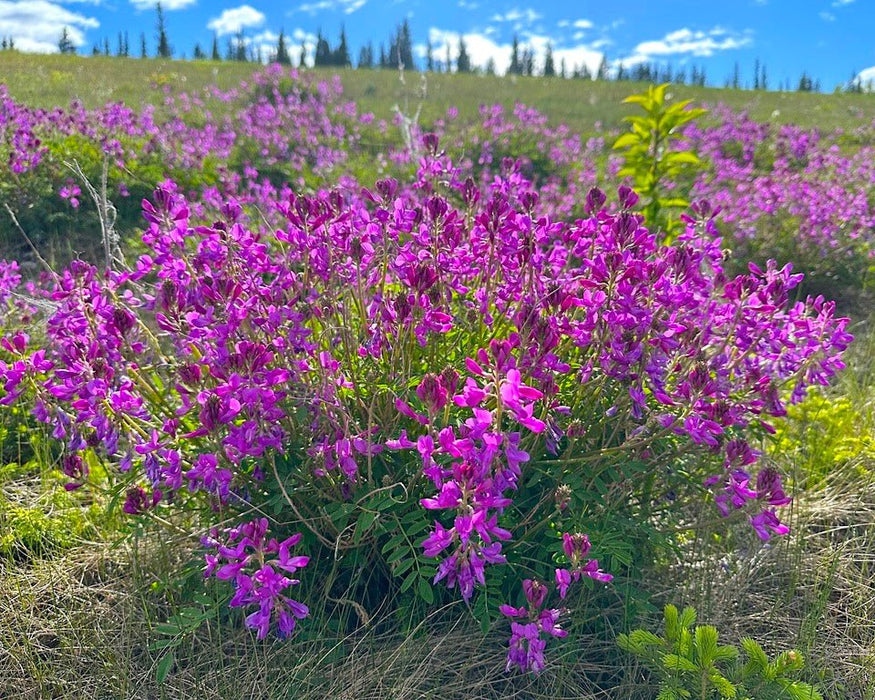 Boreal Sweetvetch Seeds (Hedysarum boreale) - Northwest Meadowscapes