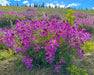 Boreal Sweetvetch Seeds (Hedysarum boreale) - Northwest Meadowscapes