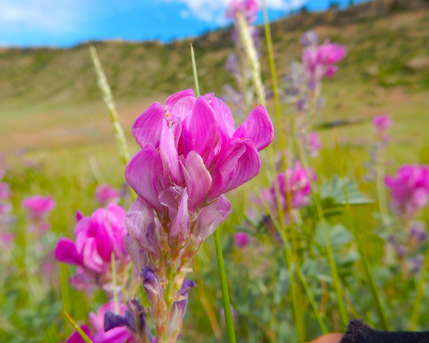 Boreal Sweetvetch Seeds (Hedysarum boreale) - Northwest Meadowscapes