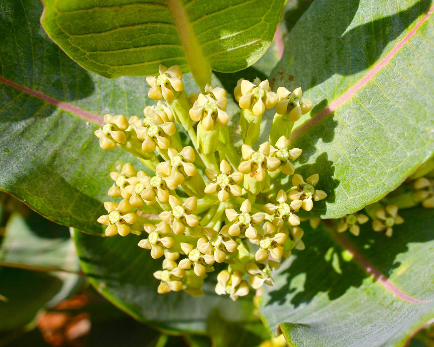 Broadleaf Milkweed Seeds (Asclepias latifolia) - Northwest Meadowscapes