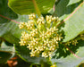Broadleaf Milkweed Seeds (Asclepias latifolia) - Northwest Meadowscapes