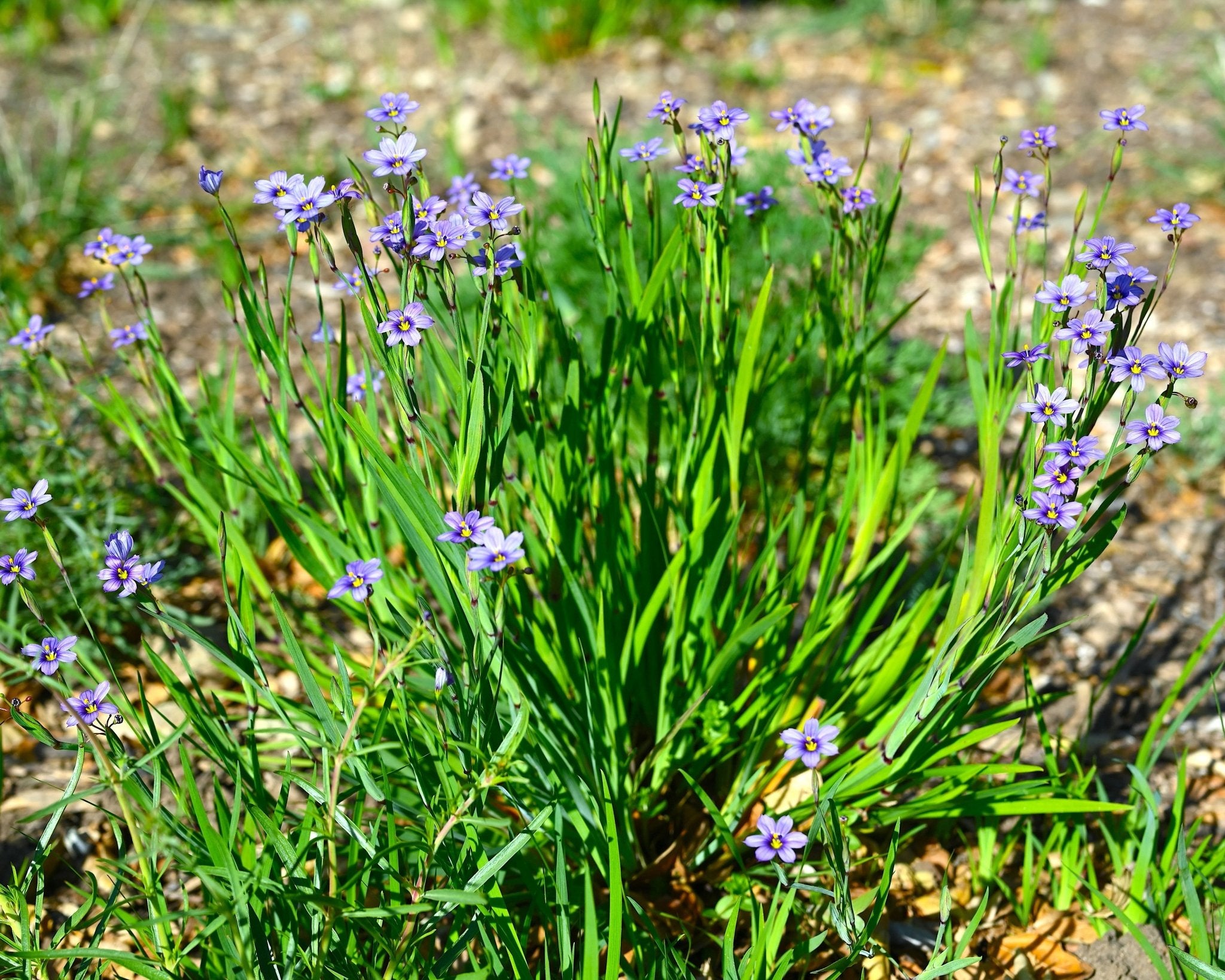 California Blue-Eyed Grass Seeds (Sisyrinchium bellum) — Northwest