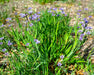 California Blue - Eyed Grass Seeds (Sisyrinchium bellum) - Northwest Meadowscapes