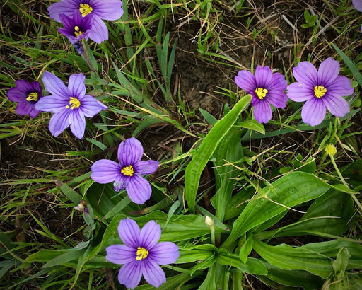 California Blue - Eyed Grass Seeds (Sisyrinchium bellum) - Northwest Meadowscapes