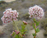 California Buckwheat Seeds (Eriogonum fasciculatum) - Northwest Meadowscapes