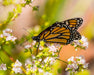 California Buckwheat Seeds (Eriogonum fasciculatum) - Northwest Meadowscapes