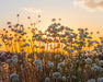 California Buckwheat Seeds (Eriogonum fasciculatum) - Northwest Meadowscapes