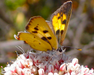 California Buckwheat Seeds (Eriogonum fasciculatum) - Northwest Meadowscapes