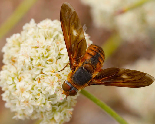 California Buckwheat Seeds (Eriogonum fasciculatum) - Northwest Meadowscapes