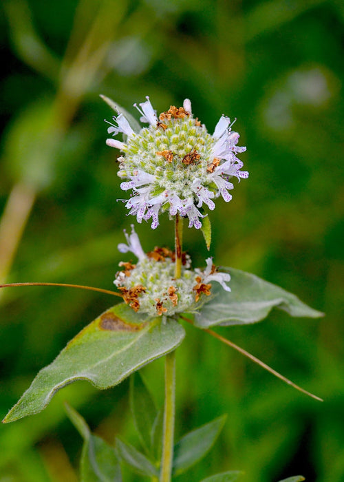 California Mountain Mint Seeds (Pycnanthemum californicum) - Northwest Meadowscapes