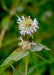 California Mountain Mint Seeds (Pycnanthemum californicum) - Northwest Meadowscapes