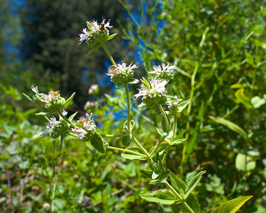 California Mountain Mint Seeds (Pycnanthemum californicum) - Northwest Meadowscapes
