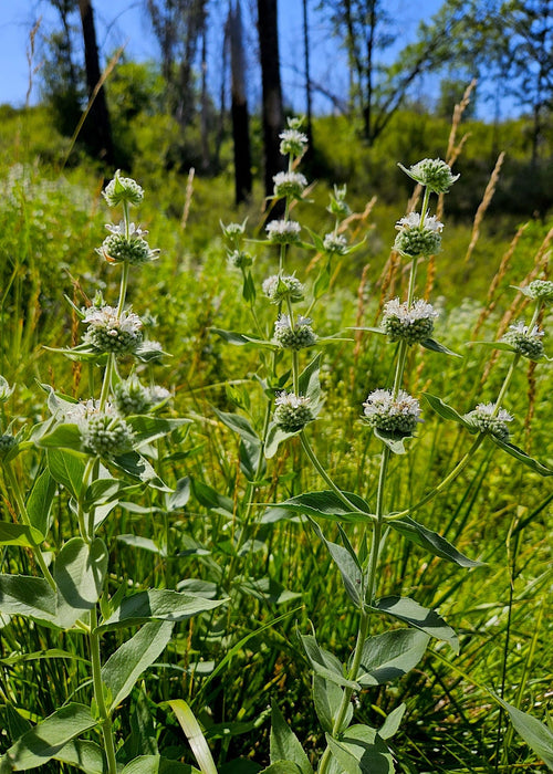 California Mountain Mint Seeds (Pycnanthemum californicum) - Northwest Meadowscapes
