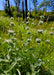 California Mountain Mint Seeds (Pycnanthemum californicum) - Northwest Meadowscapes
