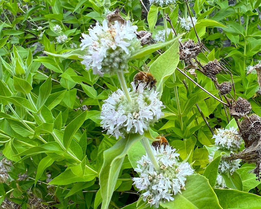 California Mountain Mint Seeds (Pycnanthemum californicum) - Northwest Meadowscapes