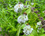 California Mountain Mint Seeds (Pycnanthemum californicum) - Northwest Meadowscapes