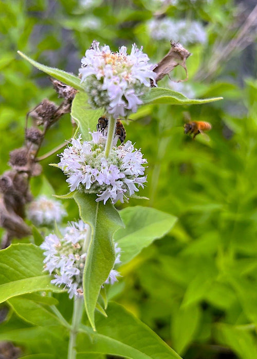 California Mountain Mint Seeds (Pycnanthemum californicum) - Northwest Meadowscapes