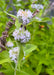 California Mountain Mint Seeds (Pycnanthemum californicum) - Northwest Meadowscapes