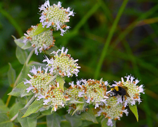 California Mountain Mint Seeds (Pycnanthemum californicum) - Northwest Meadowscapes