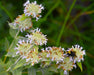 California Mountain Mint Seeds (Pycnanthemum californicum) - Northwest Meadowscapes