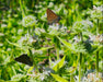 California Mountain Mint Seeds (Pycnanthemum californicum) - Northwest Meadowscapes