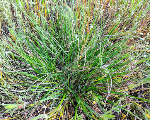 California Oatgrass Seeds (Danthonia californica) - Northwest Meadowscapes